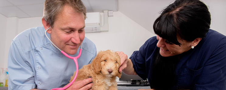 Puppy getting a checkup.