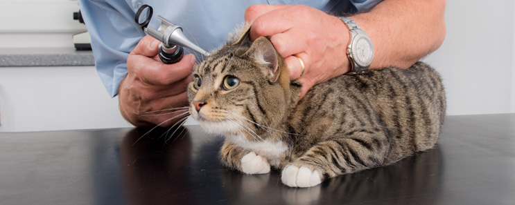 Cat getting a checkup.